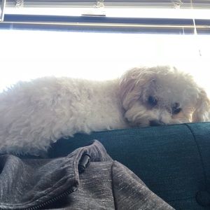 Meet your Posher, Chad